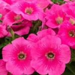 ������� �������������� �������� Rose gen 2 (�����) 5 ��