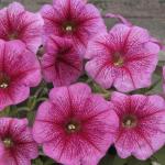 ������� �������������� �������� Rose Vein (�����) 5 �� �������!