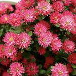 ����� �������� Red Shades 10 ��