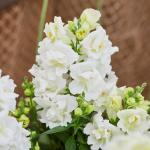 ������� ��� ����� White 10 ��