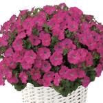     Deep Rose 5  () !