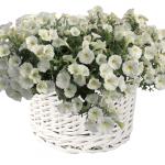     White 5  () !