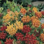   Butterfly Weed ( ) 5 