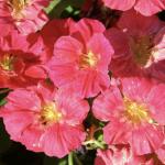   Rose 10 