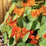   Tangerine 10 