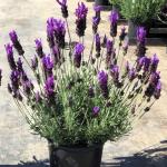 ������� ������������� �������� XL Purple 5 ��