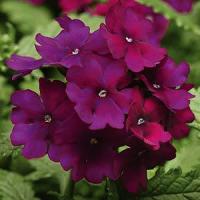   XP Purple 5 