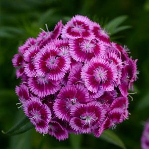   Magenta Bicolor () 5 