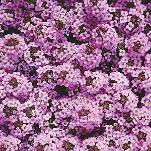 ������� ���������� Lavender 20 ��