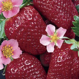 ��������� ������������ ����� F1 3 ��